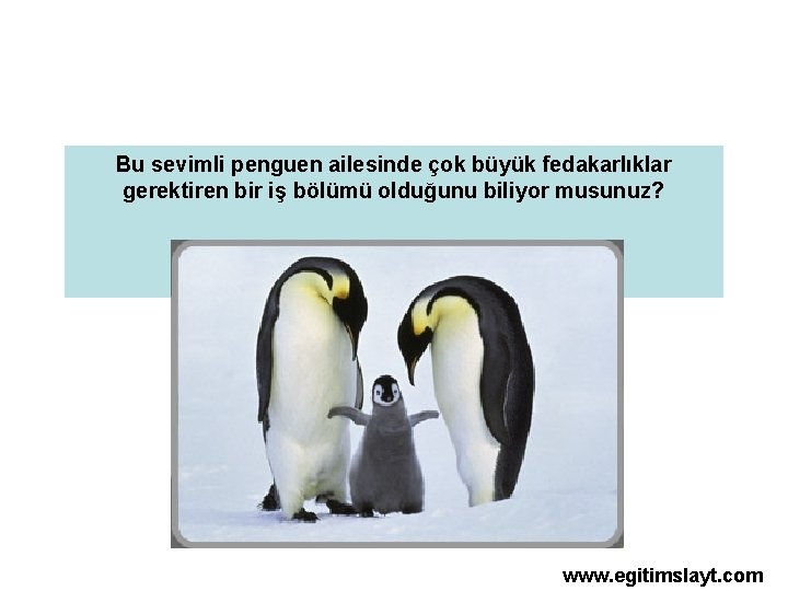 Bu sevimli penguen ailesinde çok büyük fedakarlıklar gerektiren bir iş bölümü olduğunu biliyor musunuz?