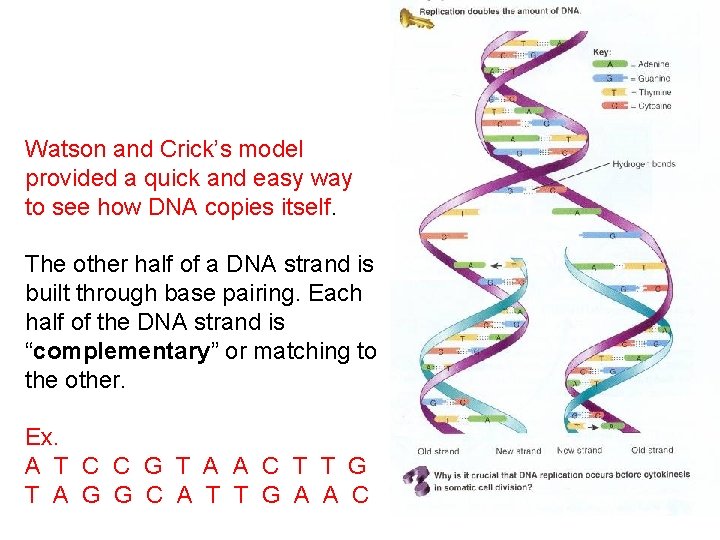 Watson and Crick’s model provided a quick and easy way to see how DNA