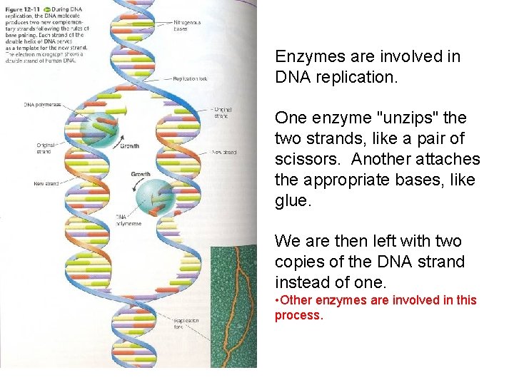 Enzymes are involved in DNA replication. One enzyme "unzips" the two strands, like a