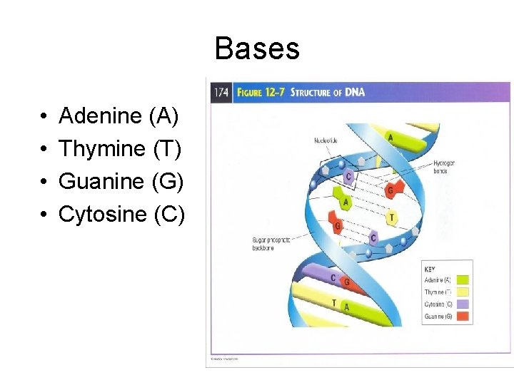 Bases • • Adenine (A) Thymine (T) Guanine (G) Cytosine (C) 