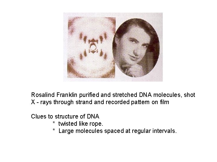 Rosalind Franklin purified and stretched DNA molecules, shot X - rays through strand recorded