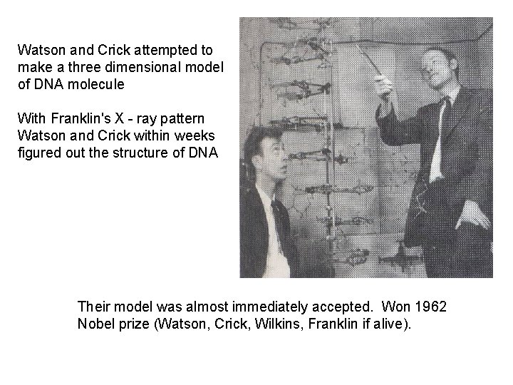 Watson and Crick attempted to make a three dimensional model of DNA molecule With