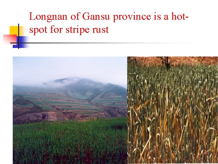Longnan of Gansu province is a hotspot for stripe rust 
