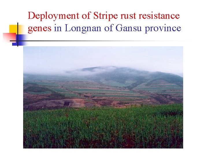 Deployment of Stripe rust resistance genes in Longnan of Gansu province 