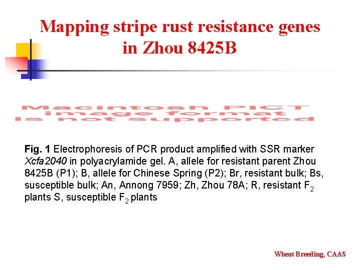 Mapping stripe rust resistance genes in Zhou 8425 B Fig. 1 Electrophoresis of PCR