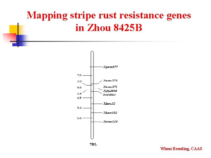Mapping stripe rust resistance genes in Zhou 8425 B Wheat Breeding, CAAS 
