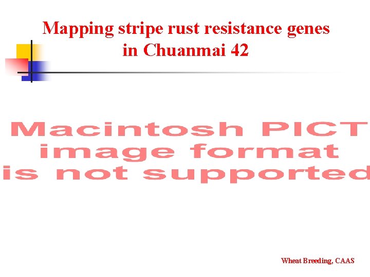 Mapping stripe rust resistance genes in Chuanmai 42 Wheat Breeding, CAAS 