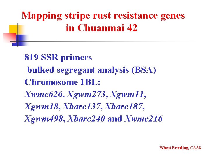 Mapping stripe rust resistance genes in Chuanmai 42 819 SSR primers bulked segregant analysis