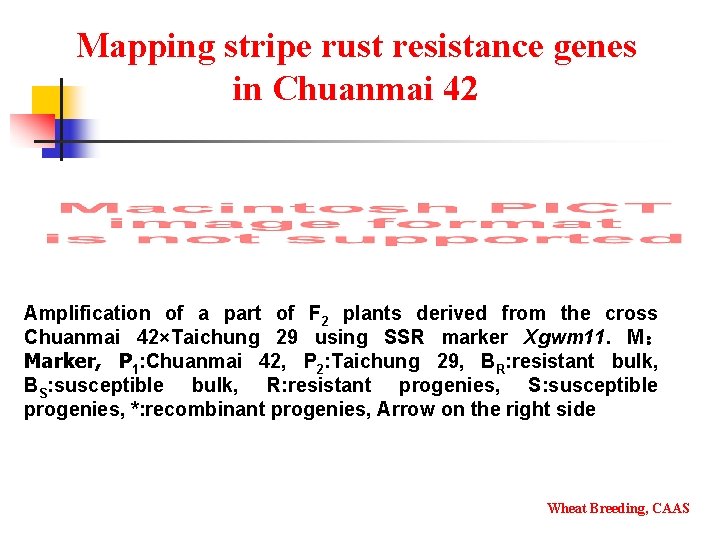 Mapping stripe rust resistance genes in Chuanmai 42 Amplification of a part of F