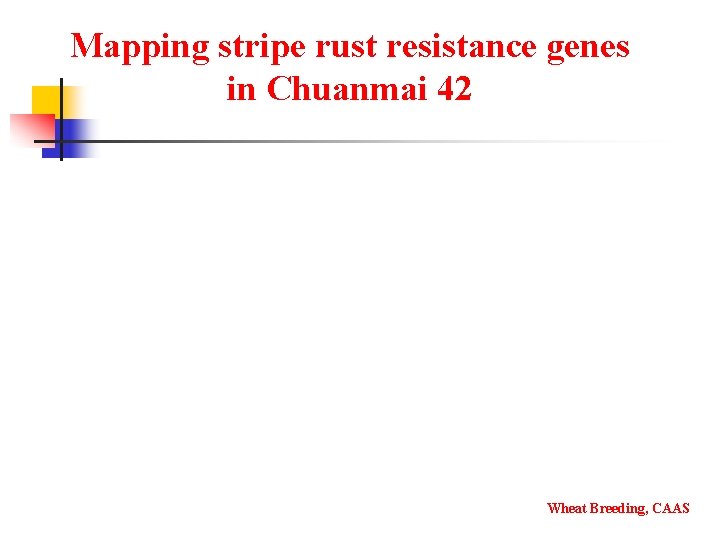 Mapping stripe rust resistance genes in Chuanmai 42 Wheat Breeding, CAAS 