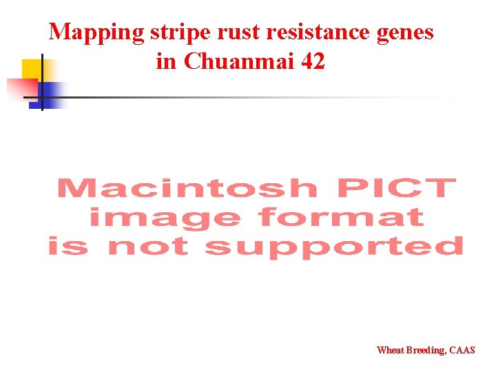 Mapping stripe rust resistance genes in Chuanmai 42 Wheat Breeding, CAAS 