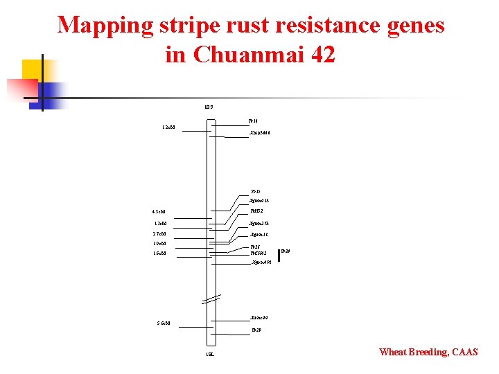 Mapping stripe rust resistance genes in Chuanmai 42 1 BS Yr 10 1. 2