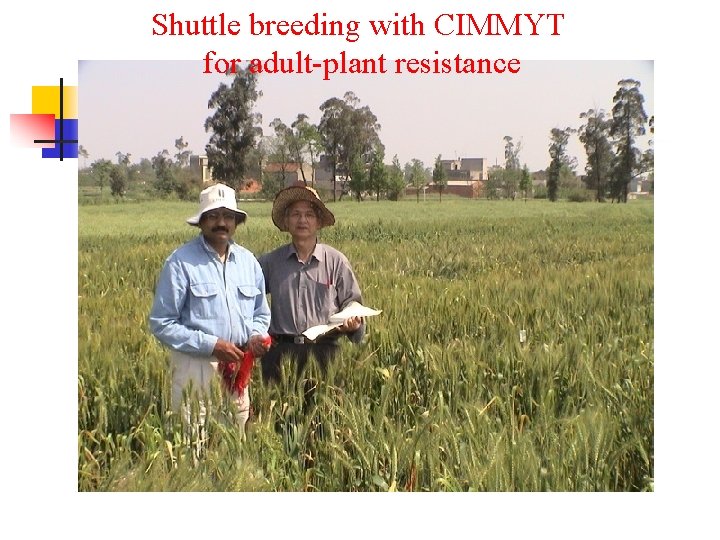 Shuttle breeding with CIMMYT for adult-plant resistance 