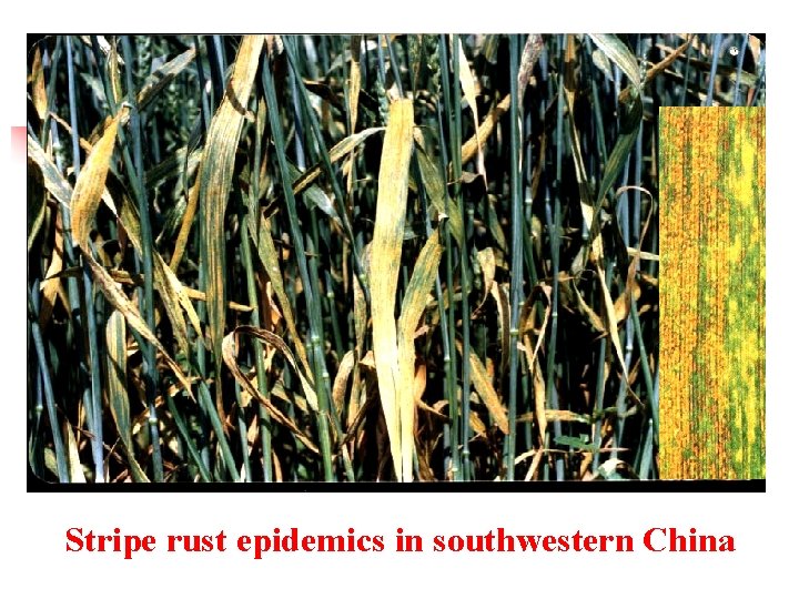 Stripe rust epidemics in southwestern China 