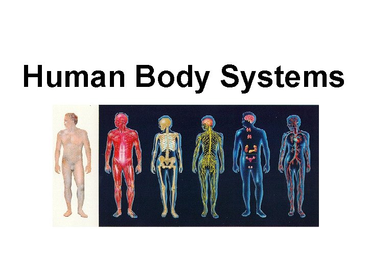 Human Body Systems 