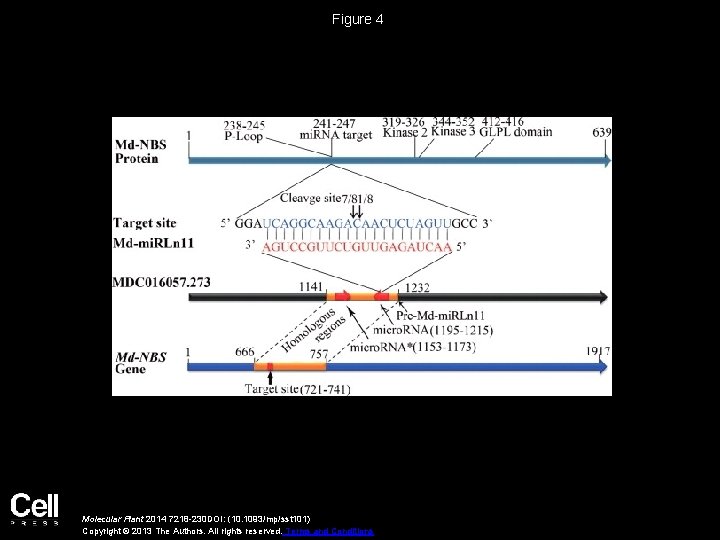 Figure 4 Molecular Plant 2014 7218 -230 DOI: (10. 1093/mp/sst 101) Copyright © 2013