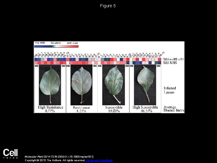 Figure 5 Molecular Plant 2014 7218 -230 DOI: (10. 1093/mp/sst 101) Copyright © 2013