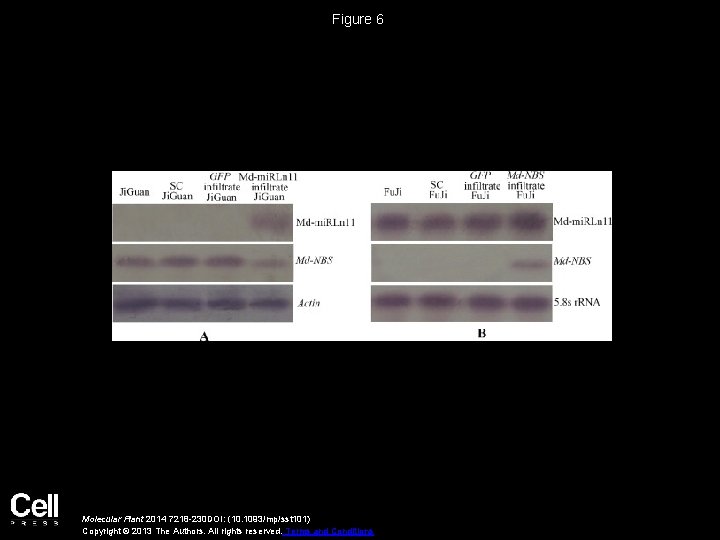 Figure 6 Molecular Plant 2014 7218 -230 DOI: (10. 1093/mp/sst 101) Copyright © 2013