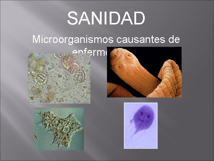 SANIDAD Microorganismos causantes de enfermedades 