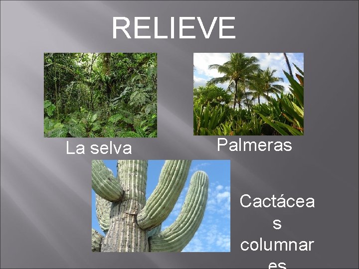 RELIEVE La selva Palmeras Cactácea s columnar 