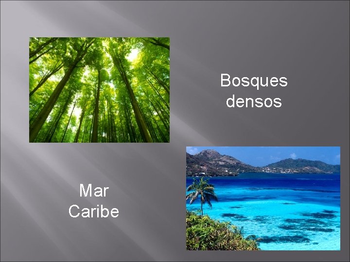 Bosques densos Mar Caribe 