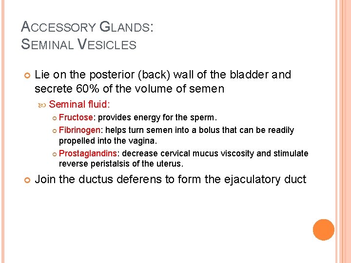 ACCESSORY GLANDS: SEMINAL VESICLES Lie on the posterior (back) wall of the bladder and
