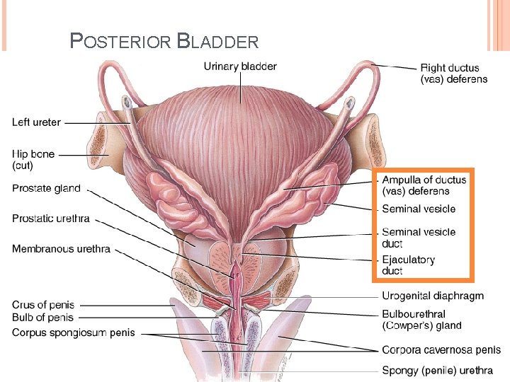 POSTERIOR BLADDER 11 