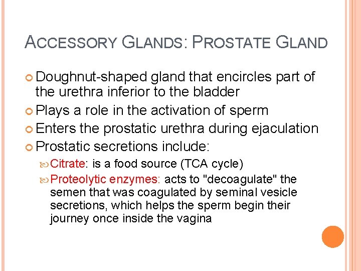 ACCESSORY GLANDS: PROSTATE GLAND Doughnut-shaped gland that encircles part of the urethra inferior to