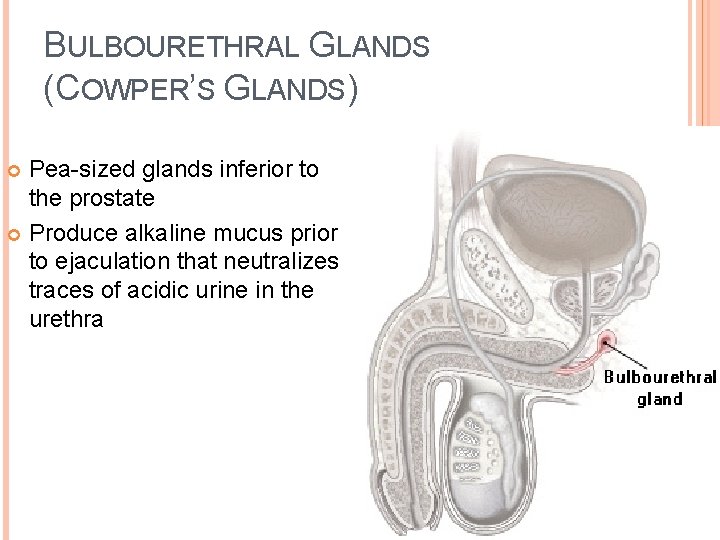 BULBOURETHRAL GLANDS (COWPER’S GLANDS) Pea-sized glands inferior to the prostate Produce alkaline mucus prior