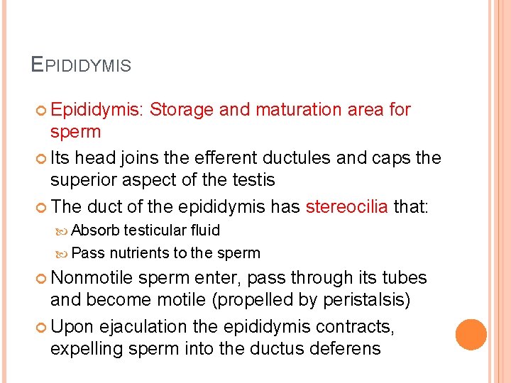 EPIDIDYMIS Epididymis: Storage and maturation area for sperm Its head joins the efferent ductules