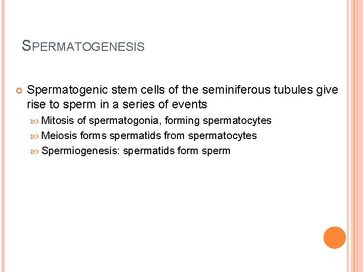 SPERMATOGENESIS Spermatogenic stem cells of the seminiferous tubules give rise to sperm in a