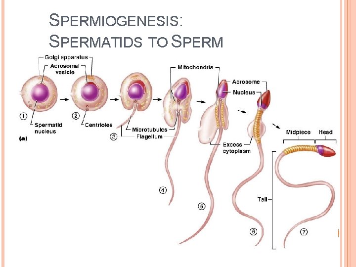 SPERMIOGENESIS: SPERMATIDS TO SPERM 22 