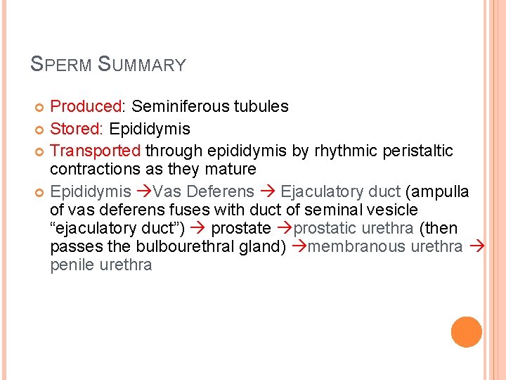 SPERM SUMMARY Produced: Seminiferous tubules Stored: Epididymis Transported through epididymis by rhythmic peristaltic contractions