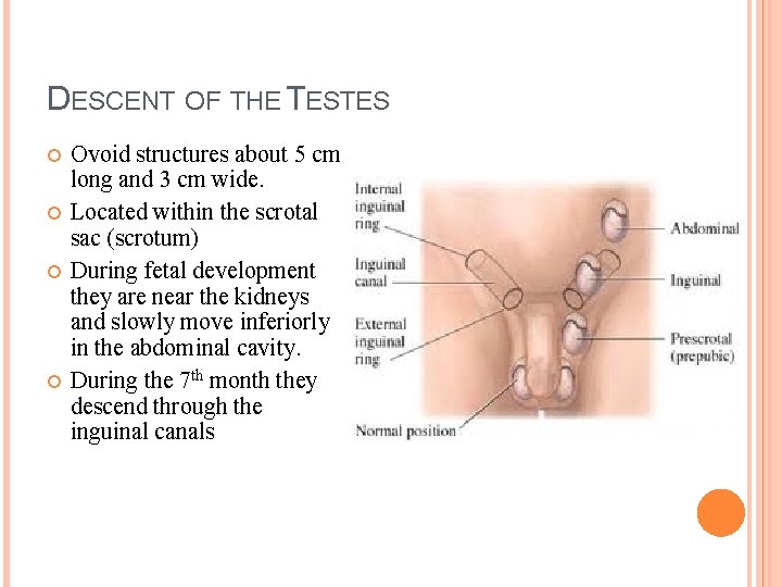 DESCENT OF THE TESTES Ovoid structures about 5 cm long and 3 cm wide.