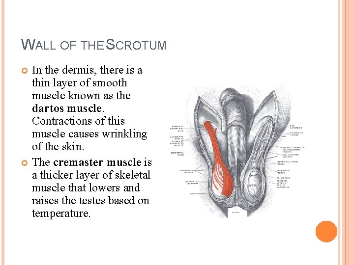 WALL OF THE SCROTUM In the dermis, there is a thin layer of smooth