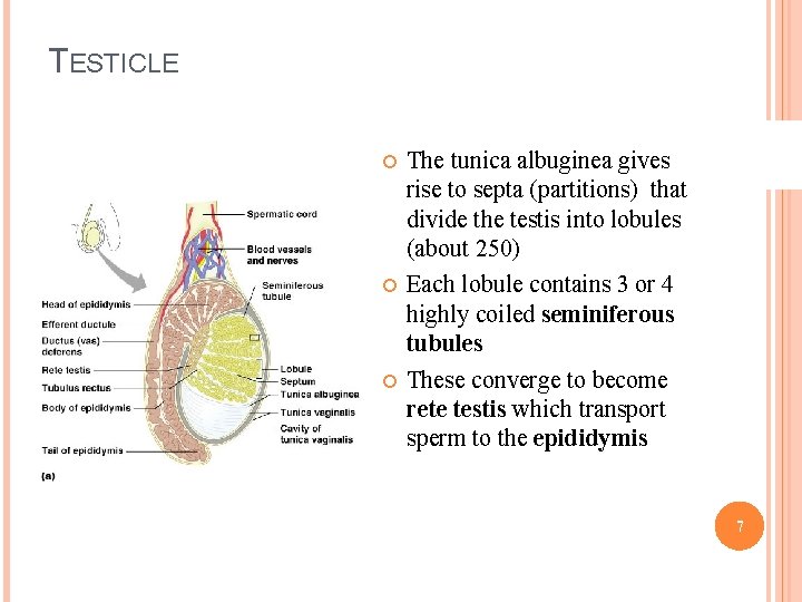 TESTICLE The tunica albuginea gives rise to septa (partitions) that divide the testis into