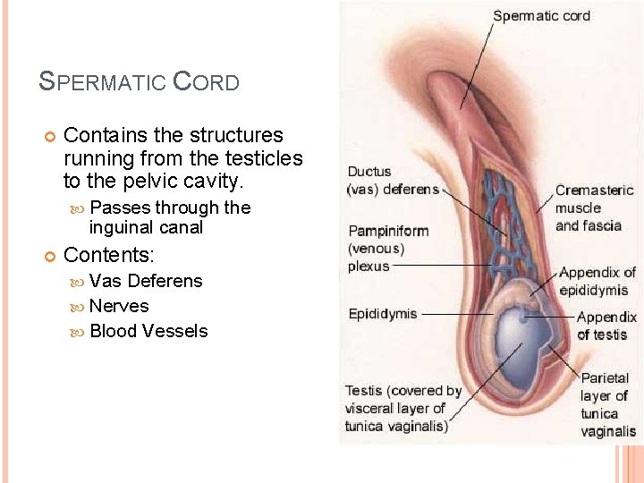 SPERMATIC CORD Contains the structures running from the testicles to the pelvic cavity. Passes