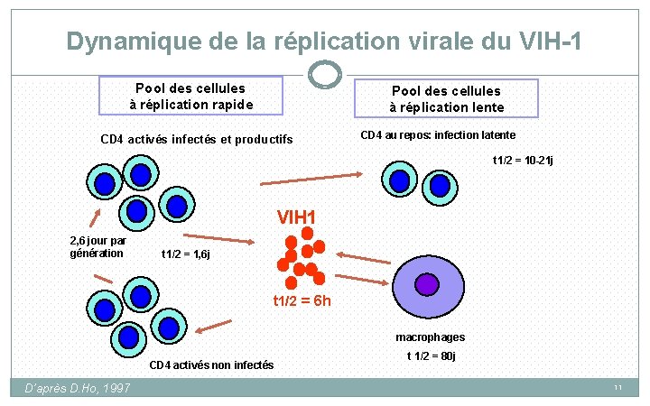 Dynamique de la réplication virale du VIH-1 Pool des cellules à réplication rapide Pool