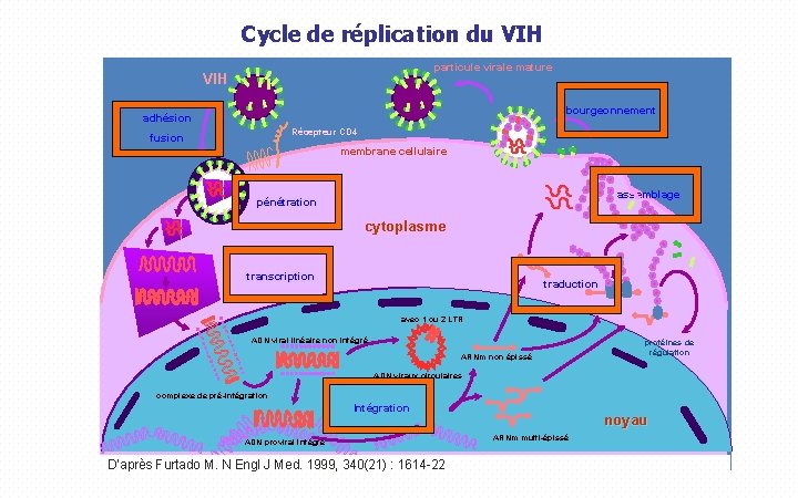 Cycle de réplication du VIH particule virale mature VIH bourgeonnement adhésion Récepteur CD 4