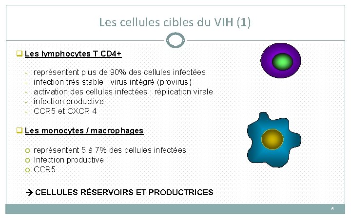 Les cellules cibles du VIH (1) q Les lymphocytes T CD 4+ - représentent