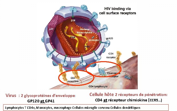 Virus : 2 glycoprotéines d’enveloppe: GP 120 et GP 41 Cellule hôte 2 récepteurs