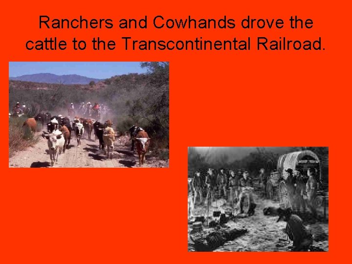 Ranchers and Cowhands drove the cattle to the Transcontinental Railroad. 