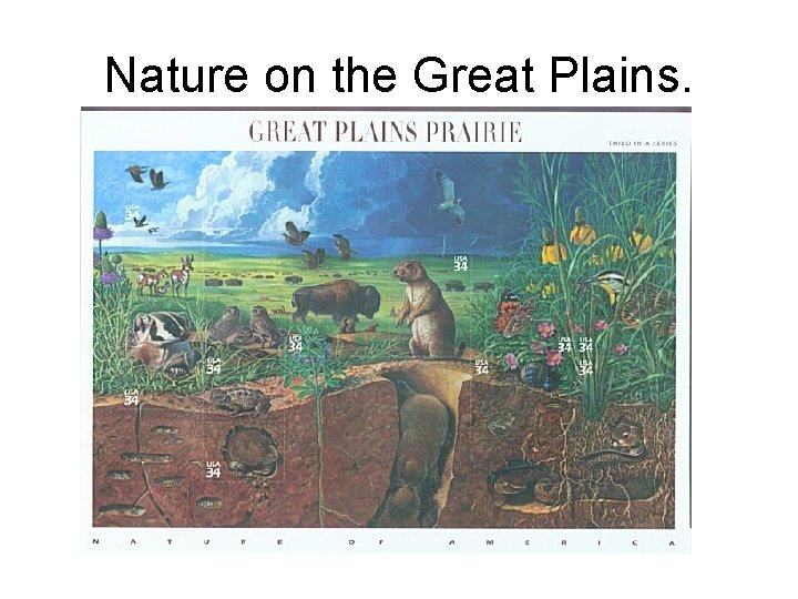 Nature on the Great Plains. 