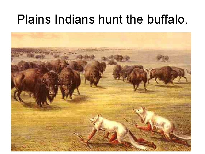 Plains Indians hunt the buffalo. 