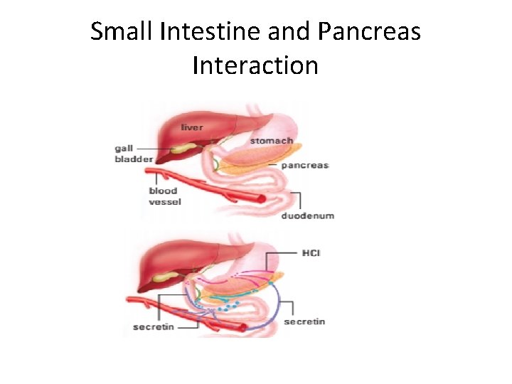 Small Intestine and Pancreas Interaction 