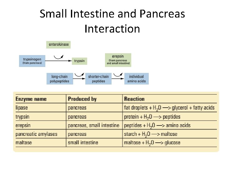 Small Intestine and Pancreas Interaction 