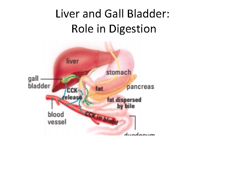 Liver and Gall Bladder: Role in Digestion 