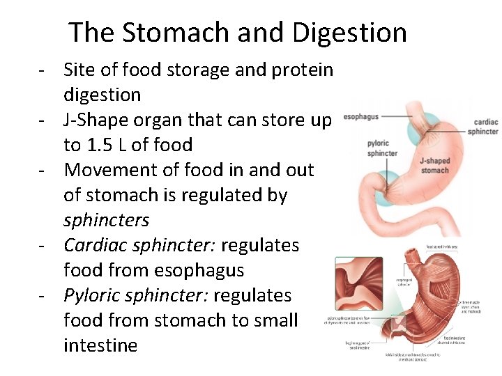 The Stomach and Digestion - Site of food storage and protein digestion - J-Shape