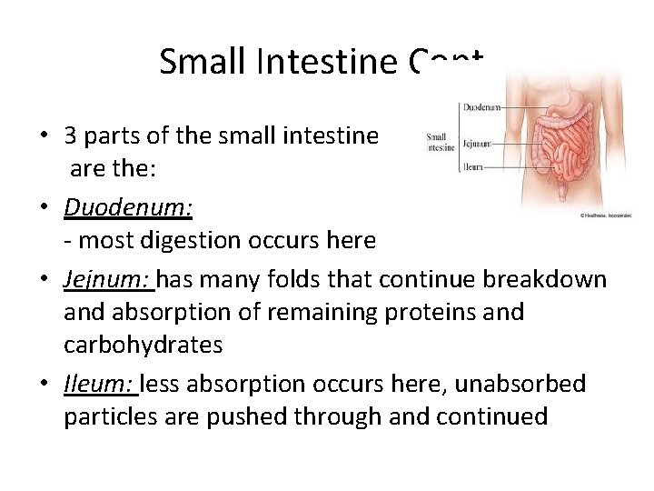 Small Intestine Cont. • 3 parts of the small intestine are the: • Duodenum:
