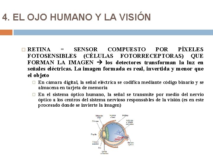 4. EL OJO HUMANO Y LA VISIÓN � RETINA = SENSOR COMPUESTO POR PÍXELES